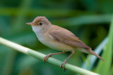 Eurasian Reed Warbler (Acrocephalus scirpaceus)