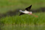Black-winged Stilt (Himantopus himantopus)