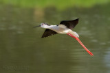 Black-winged Stilt (Himantopus himantopus)