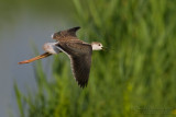 Black-winged Stilt (Himantopus himantopus)