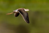 Black-winged Stilt (Himantopus himantopus)