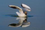 Common Black-headed Gull (Chroicocephalus ridibundus)