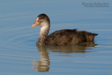 Eurasian Coot (Fulica atra)