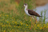 Black-winged Stilt (Himantopus himantopus)