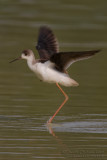 Black-winged Stilt (Himantopus himantopus)