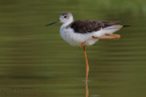 Black-winged Stilt (Himantopus himantopus)