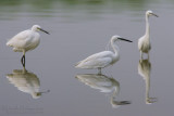 Little Egret (Egretta garzetta)