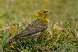 European Serin (Serinus serinus)