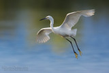 Little Egret (Egretta garzetta)