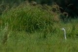 Grey Heron (Ardea cinerea)