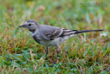 White Wagtail (Motacilla alba)
