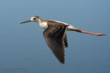 Black-winged Stilt (Himantopus himantopus)