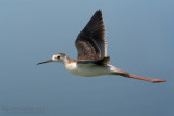 Black-winged Stilt (Himantopus himantopus)