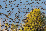 Common Starling (Sturns vulgaris)