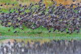 Common Starling (Sturns vulgaris)