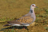 Turtle Dove (Streptopelia turtur)