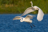 Great White Egret (Casmerodius albus)