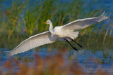 Great White Egret (Casmerodius albus)