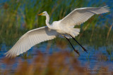 Great White Egret (Casmerodius albus)