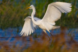 Great White Egret (Casmerodius albus)