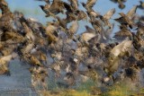Common Starling (Sturns vulgaris)