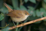Eurasian Reed Warbler (Acrocephalus scirpaceus)