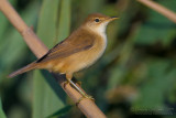 Eurasian Reed Warbler (Acrocephalus scirpaceus)