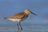Dunlin (Calidris alpina)