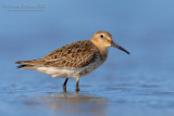 Dunlin (Calidris alpina)