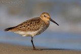 Dunlin (Calidris alpina)