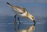 Sanderling (Calidris alba)