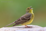 Cinereous Bunting (Emberiza cineracea ssp semenowi)