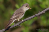 Upchers Warbler (Hippolais languida)