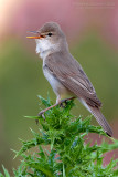 Upchers Warbler (Hippolais languida)