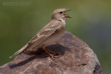 Pale Rock Sparrow (Carpospiza brachydactyla)