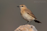 Isabelline Wheatear (Oenanthe isabellina)