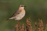 Isabelline Wheatear (Oenanthe isabellina)