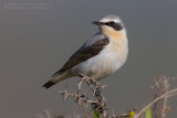 Northern Wheatear (Oenanthe oenanthe ssp libanotica)
