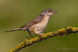 Moltonis Warbler (Sylvia subalpina) - Ad Female