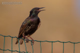 Common Starling (Sturnus vulgaris)