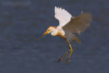 Cattle Egret (Bubulcus ibis)