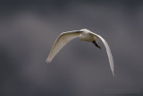 Little Egret (Egretta garzetta)