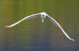 Little Egret (Egretta garzetta)