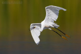 Little Egret (Egretta garzetta)