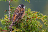 Rock Bunting (Emberiza cia)