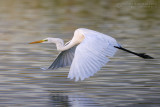 Great White Egret (Casmerodius albus)
