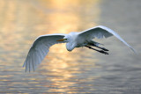 Great White Egret (Casmerodius albus)