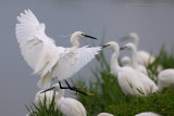 Little Egret (Egretta garzetta)