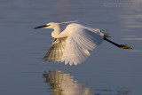 Little Egret (Egretta garzetta)