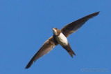 Alpine Swift (Apus melba)